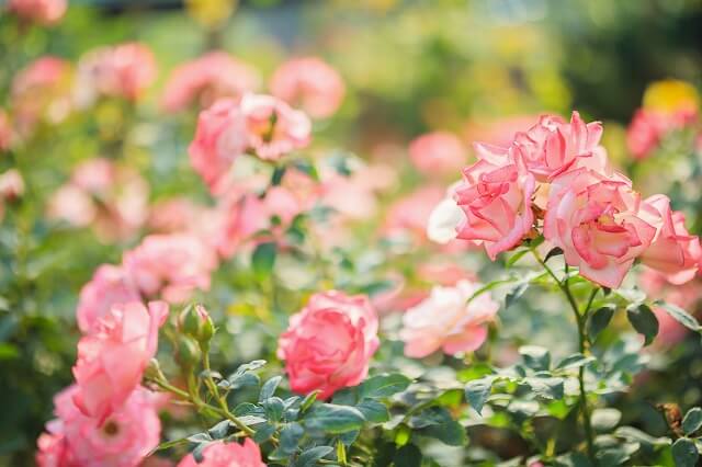 アメリカの国花は「バラ」