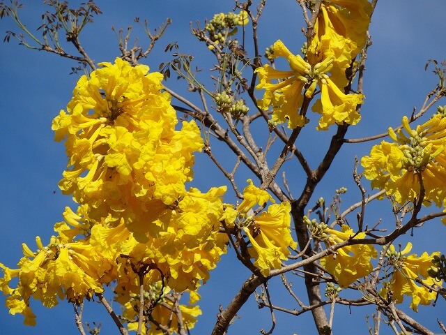 ブラジルの国花は「イペー」