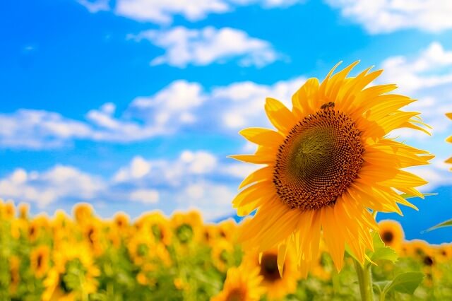 ペルーの国花は「ヒマワリ」