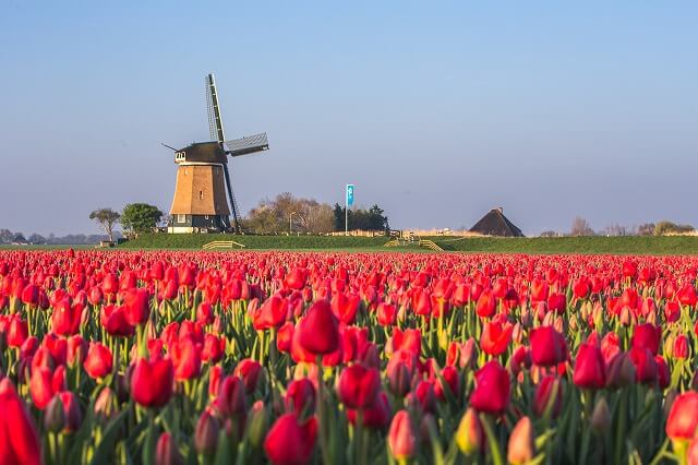 オランダの国花は「チューリップ」