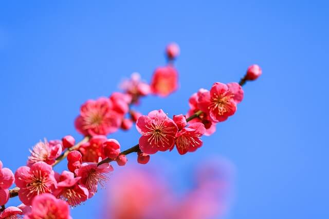 台湾の国花は「梅」