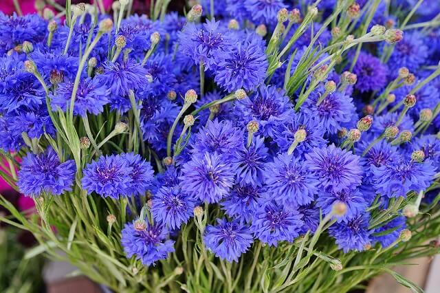 ドイツの国花は「ヤグルマギク」