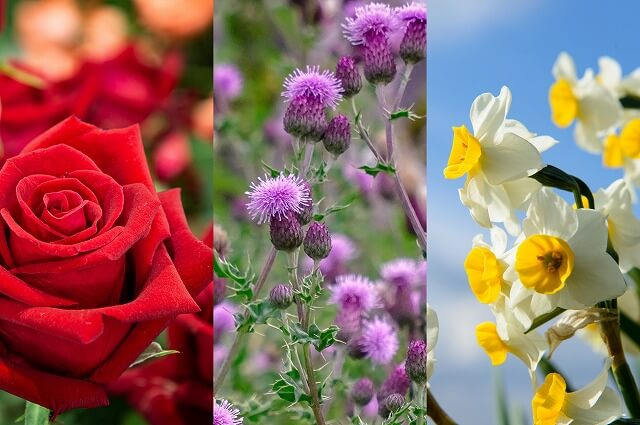 イギリスの国花は「バラ・アザミ・水仙」