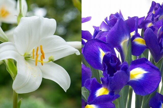 フランスの国花は「ユリ・アイリス」