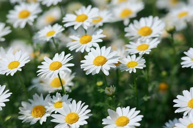 デンマークの国花は「マーガレット」