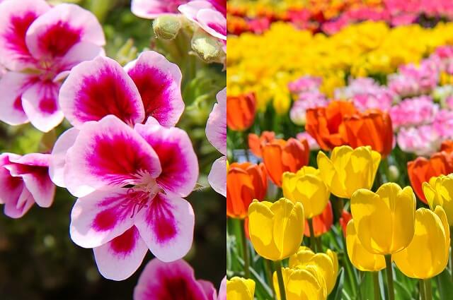 ハンガリーの国花は「ゼラニウム・チューリップ」<