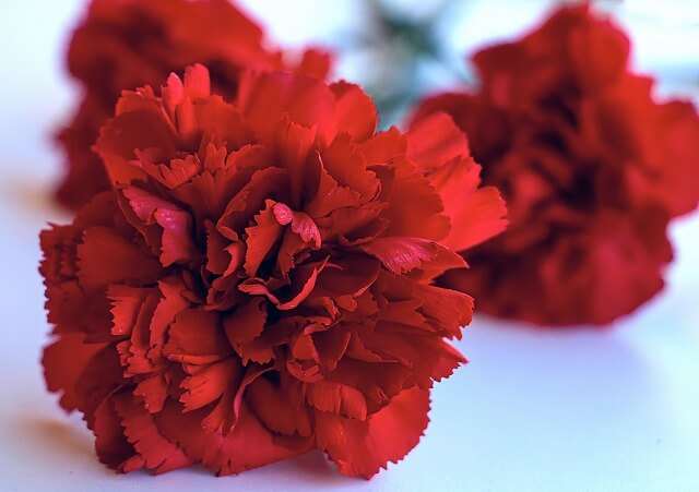 スペインの国花は「カーネーション」