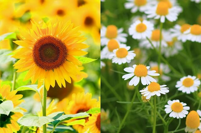 ロシアの国花は「ヒマワリ・カモミール」