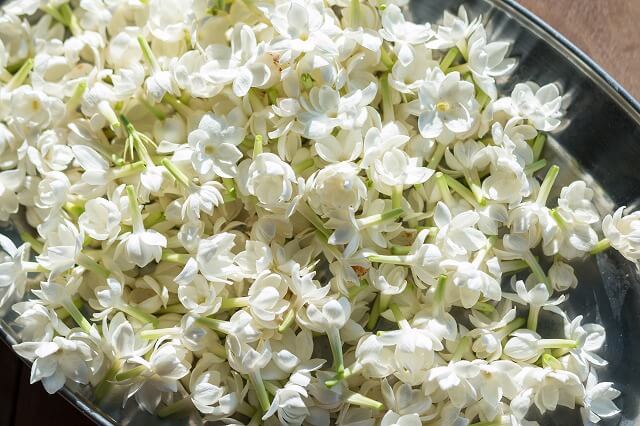 インドネシア・フィリピンの国花は「マツリカ」