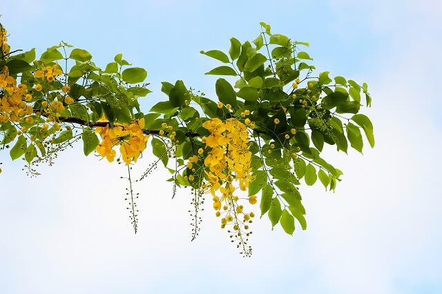 タイの国花は「ナンバンサイカチ」