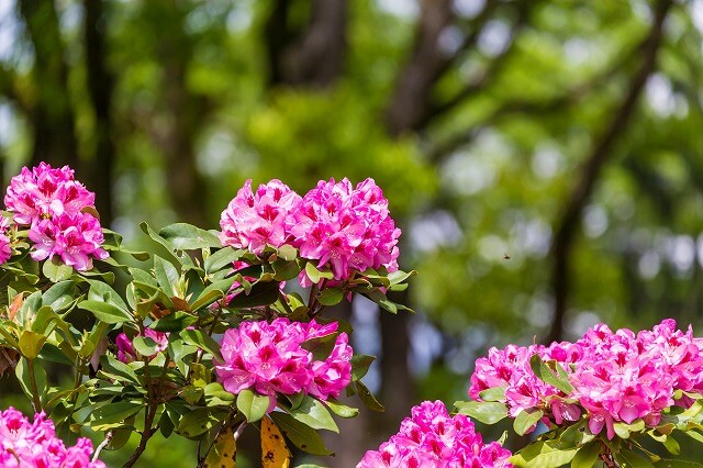 ネパールの国花は「シャクナゲ」