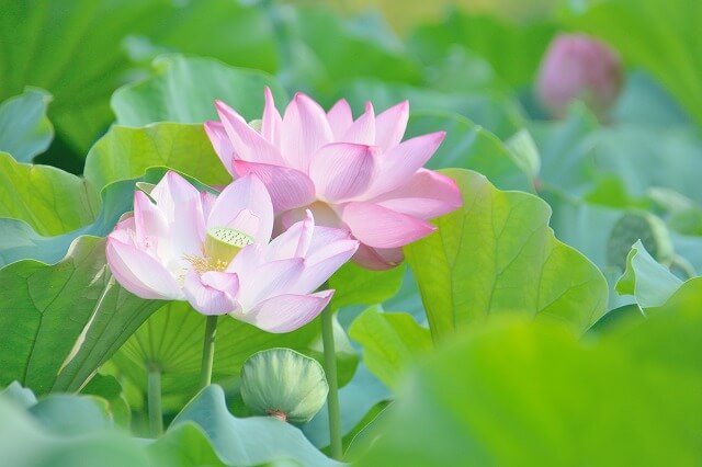 インド・ベトナムの国花は「蓮」