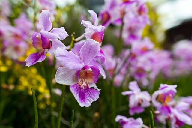 シンガポールの国花は「バンダ」