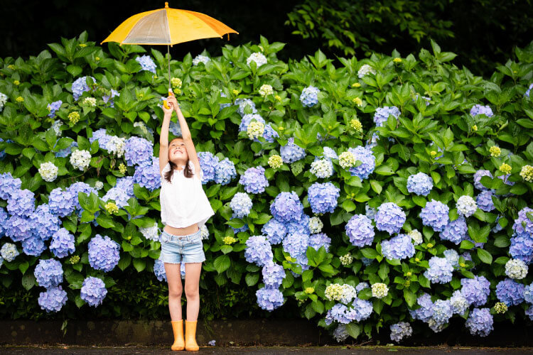 梅雨は日本ならではの魅力ある季節