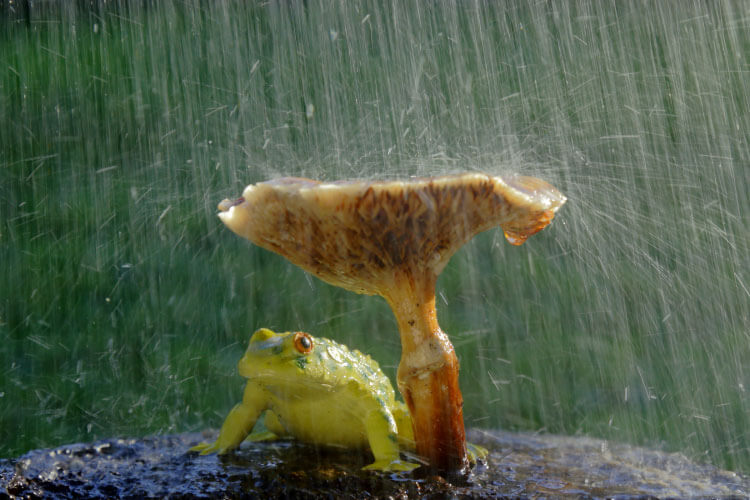 梅雨と雨季の違いとは？