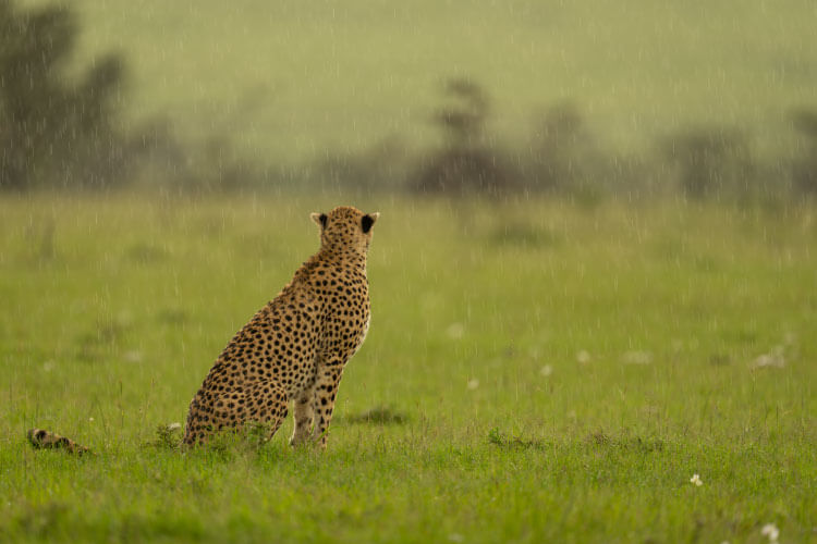 アフリカで降る雨について
