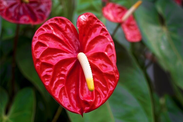 赤いアンスリウムの花言葉