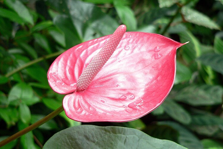 ピンクのアンスリウムの花言葉
