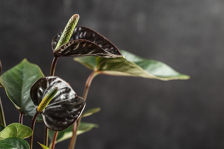 黒いアンスリウムの花言葉