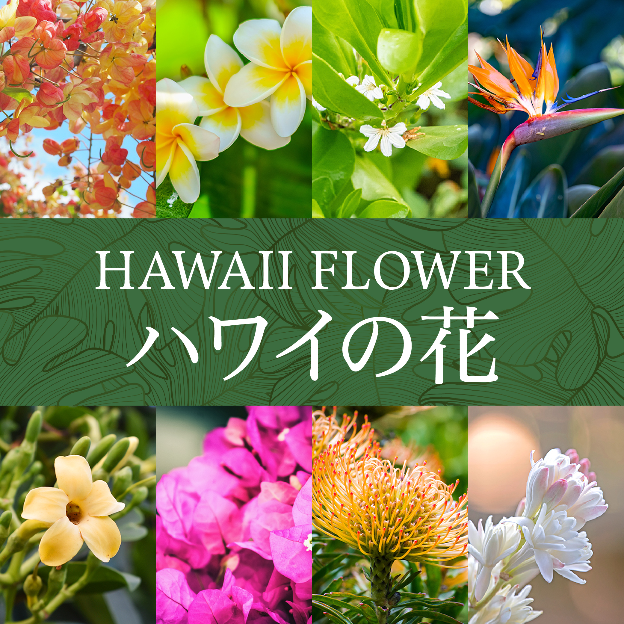 【完全ガイド】ハワイの花一覧　～有名な花から街中で咲く花まで徹底紹介～
