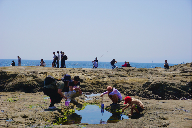 海開き（7月1日ごろ）