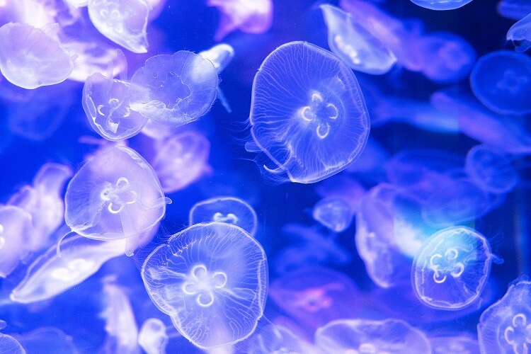 海月