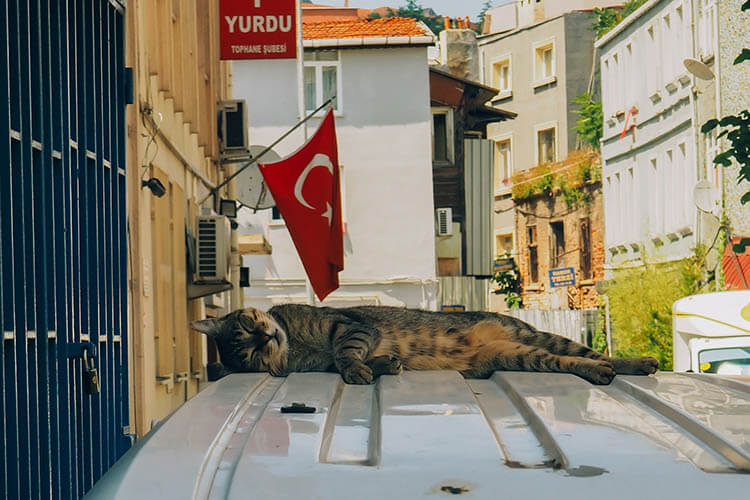 トルコの野良猫の数は推定200万匹？