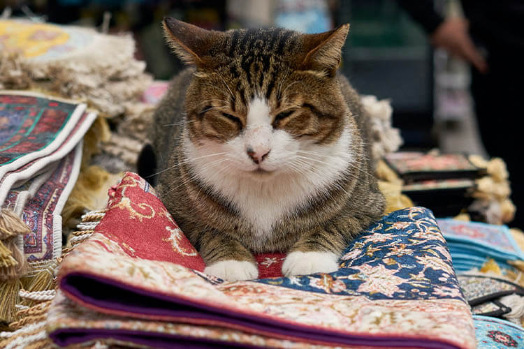 猫を神聖視するイスラム文化