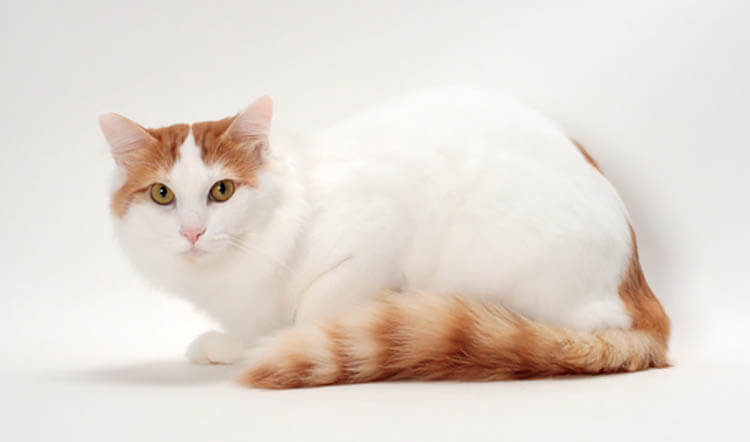 “泳ぐ猫”として知られる「ターキッシュバン」