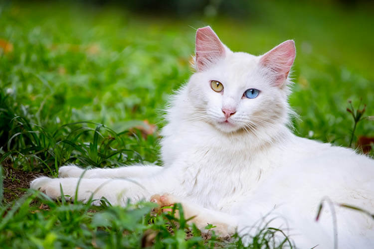 神秘のオッドアイを持つ「ヴァン猫」