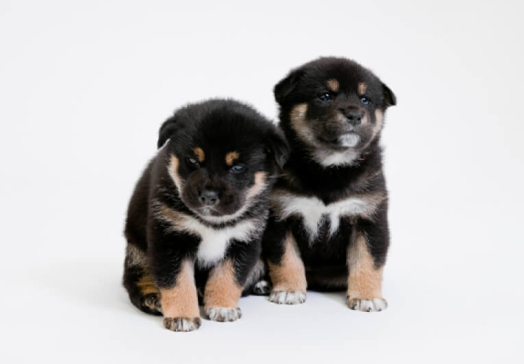 子犬が多く描かれた