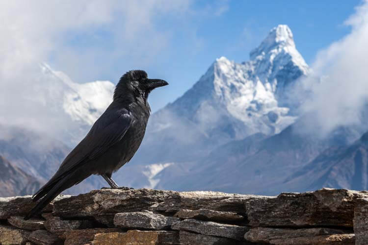 カーグ・ティハール（カラスの日）Kaag Tihar