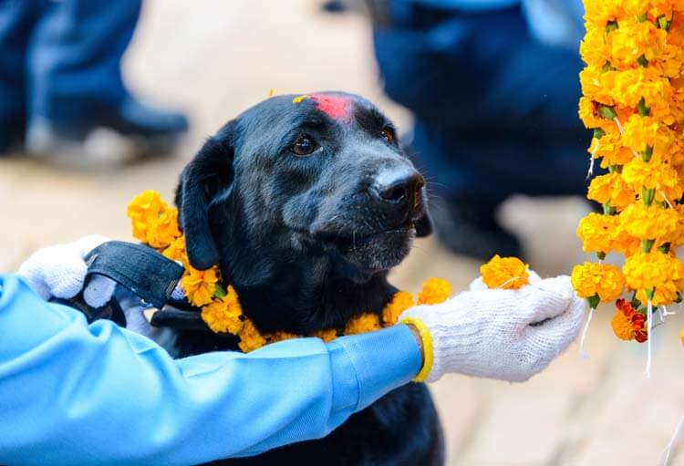 ククル・ティハール（犬の日）Kukur Tihar