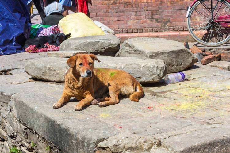 「飼い犬だけ」の祭りではない