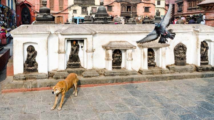 ネパールの街と犬たちの関係