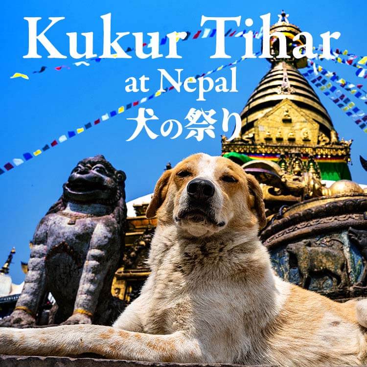 ネパールの犬の祭り「ククル・ティハール」とは？｜ティカに込められた祈りの文化と死生観