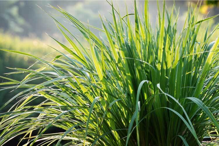 シトロネラとは？代表的な虫除けハーブ