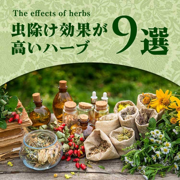 ハーブに虫除け効果はある？虫除け効果が高いハーブ9選