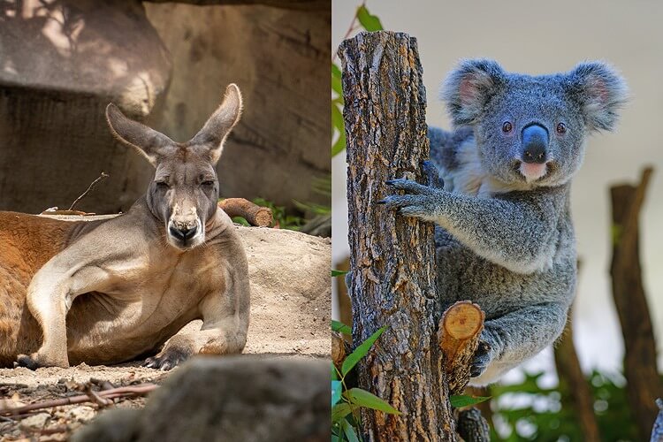 オーストラリア｜前へ進む「カンガルー」と「コアラ」