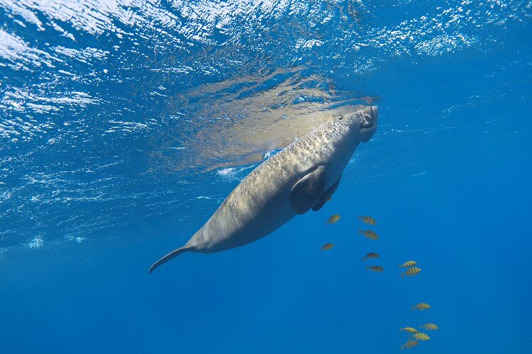パプアニューギニア｜人魚伝説の「ジュゴン」