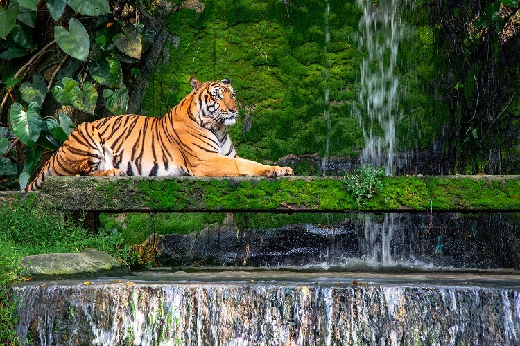 インド｜森の王者「ベンガルトラ」