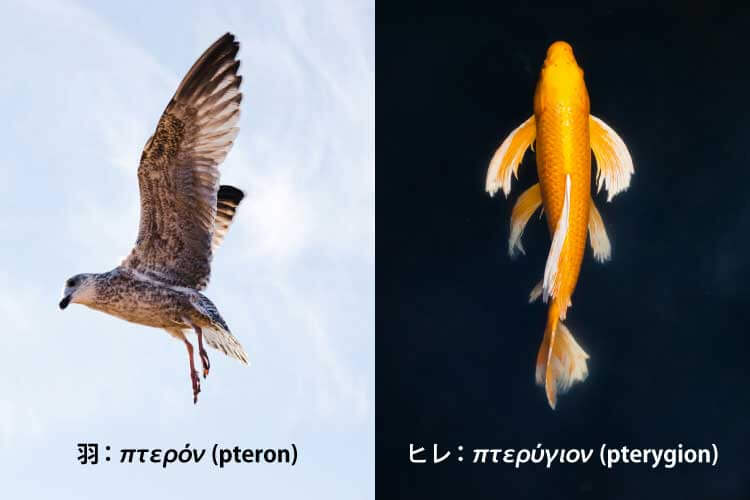 半人半鳥から半人半魚へ変身？