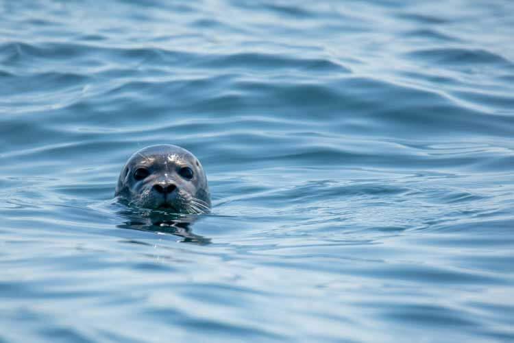 アザラシなどの海獣説