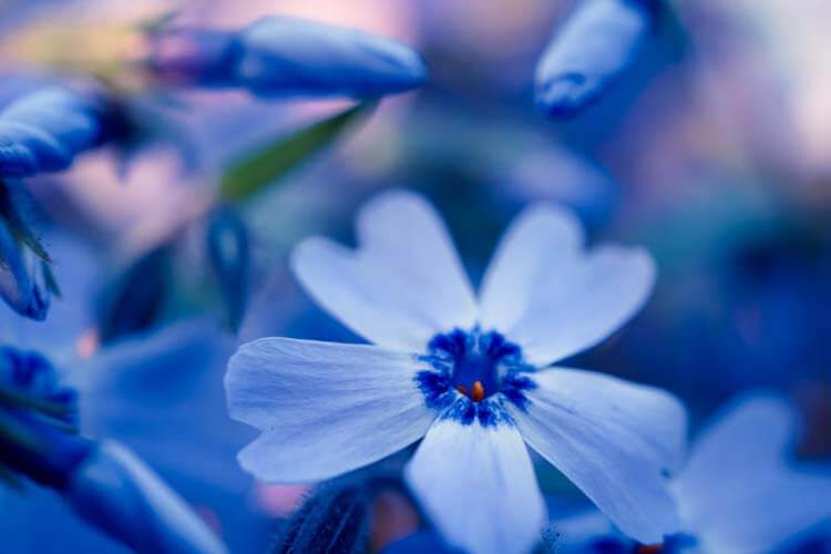 正式ではないコスモスの花言葉