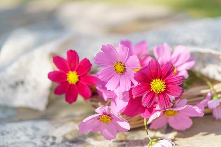 コスモスの花言葉を活かす贈り方