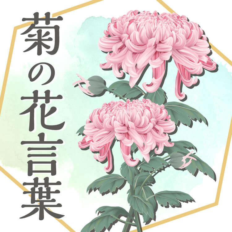 菊の花言葉にはどんなものがある？菊の歴史や縁起についても詳しく解説！