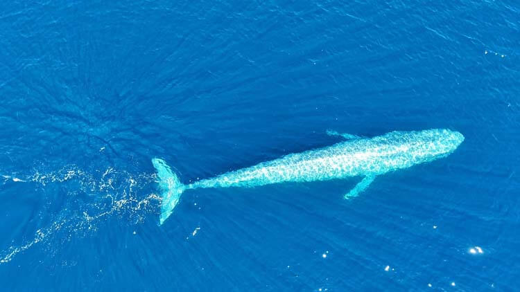 世界最大の動物 シロナガスクジラ