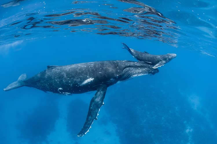 クジラ同士は歌で会話する