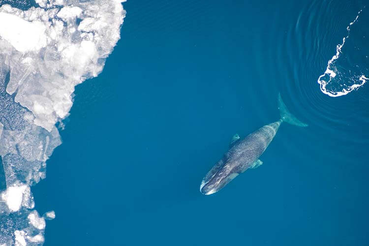 世界最長寿の哺乳類、それがクジラ