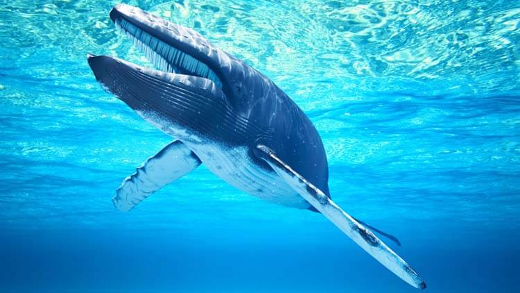 クジラは海の生態系を支えている